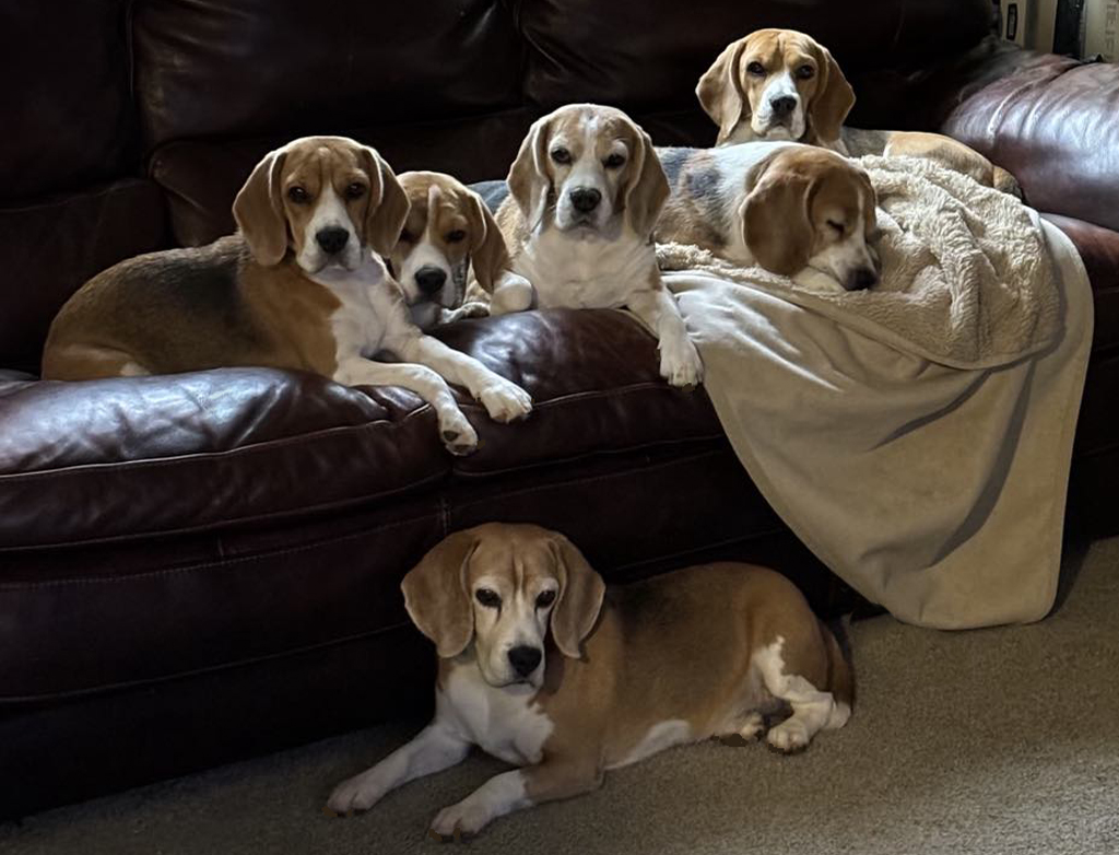 Myrtle%20Hill%20Hounds.JPG